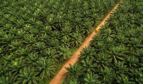PT Sinar Mas Agro Resources and Technology Tbk Melepas Pabrik Kelapa Sawit Dengan Nilai Transaksi Sekitar Rp67,6 Miliar