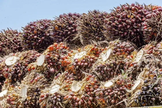 Harga TBS Kelapa Sawit Kemitraan Swadaya di Riau untuk Periode 8 - 14 Juli 2026 Rp 3.796,04