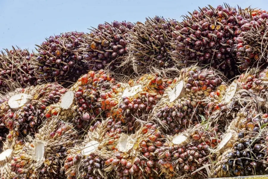 Harga TBS Kelapa Sawit Kemitraan Swadaya di Riau untuk Periode 8 - 14 Juli 2026 Rp 3.796,04