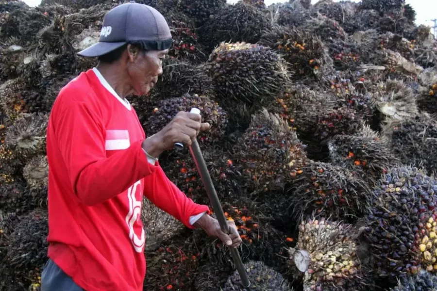 Harga TBS Kelapa Sawit Mitra Plasma di Riau di Hargai Rp3.890 per Kilogram