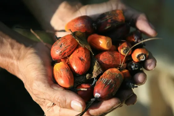 Harga CPO Menguat Ikuti Kenaikan Harga Minyak Nabati Pesaing dan Lonjakan Harga Minyak Mentah