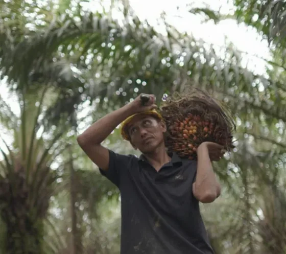 Kementan: Harga TBS Sawit Menguat di Berbagai Daerah Untuk Melindungi Kepentingan Jutaan Petani Sawit