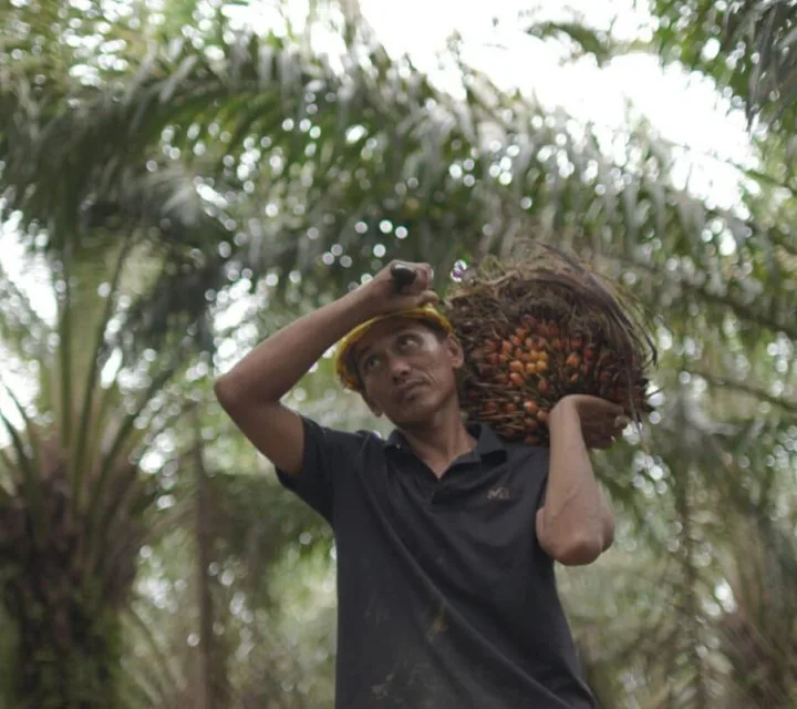 Kementan: Harga TBS Sawit Menguat di Berbagai Daerah Untuk Melindungi Kepentingan Jutaan Petani Sawit