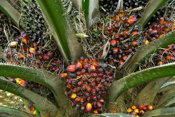Penguatan Harga CPO Mendorong Kenaikan Saham Sejumlah Emiten Sawit di Bursa Efek Indonesia