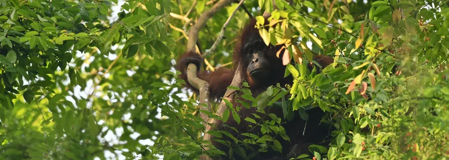 Kolaborasi Lintas Sektor untuk Konservasi Orangutan di Lanskap Keraitan