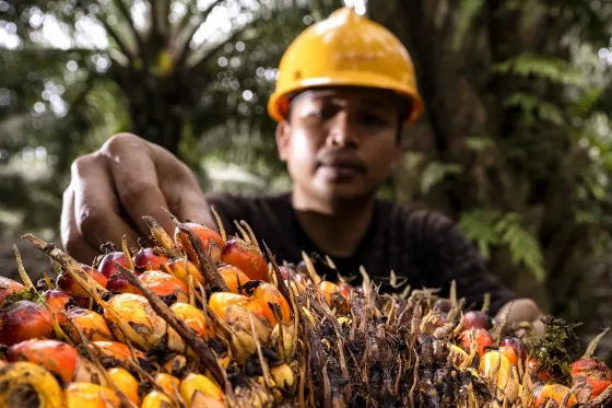 Penerapan K3 Menjadi Bagian Penting Dalam Menjaga Perlindungan Tenaga Kerja di Industri Sawit Nasional