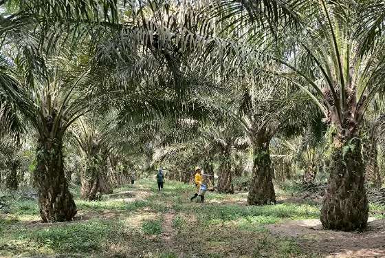 Industri Sawit Indonesia Harus Memperkuat Aspek Keberlanjutan Agar Mampu Bersaing di Pasar Global