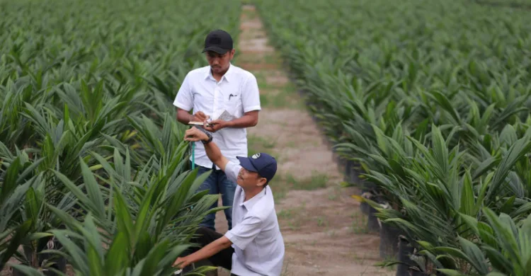 Semester I 2026, Penjualan PTPN Group Tembus Rp 29,1 Triliun