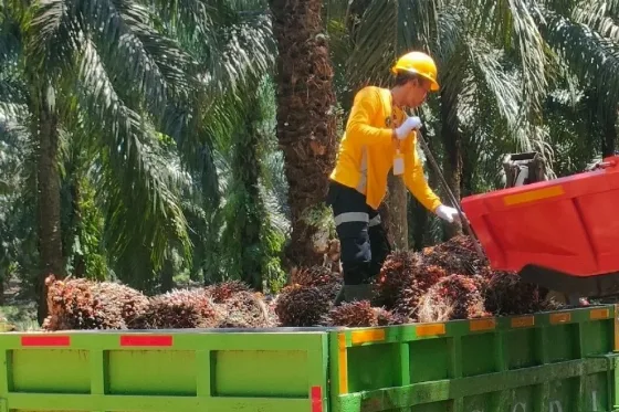 K3 di Perkebunan dan Pabrik Kelapa Sawit Investasi Strategis Bagi Keberlanjutan Industri
