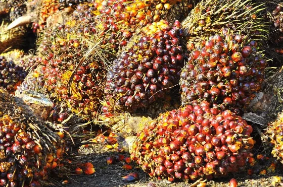 Harga TBS Kemitraan Swadaya Riau Turun Rp40,50/Kg