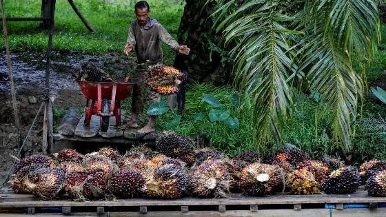 BPDP Dorong UMKM Kembangkan Produk Turunan Kelapa Sawit