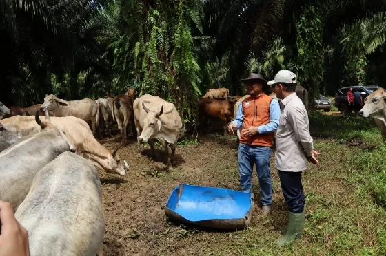 Integrasi Sawit-Sapi Dinilai Mampu Kurangi Impor Daging