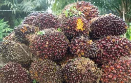 Kenaikan CPO Global dan Gejolak Minyak Dunia Picu Rapor Hijau Saham Sawit RI