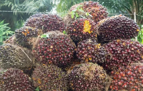 Harga Kernel Melonjak, TBS Sawit Swadaya Riau Tembus Rp3.884 per Kilogram
