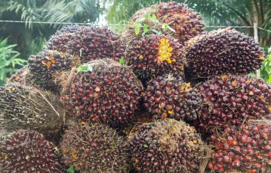 Komoditas Unggulan Memanas: HR CPO dan Biji Kakao Kompak Melonjak di September 2026