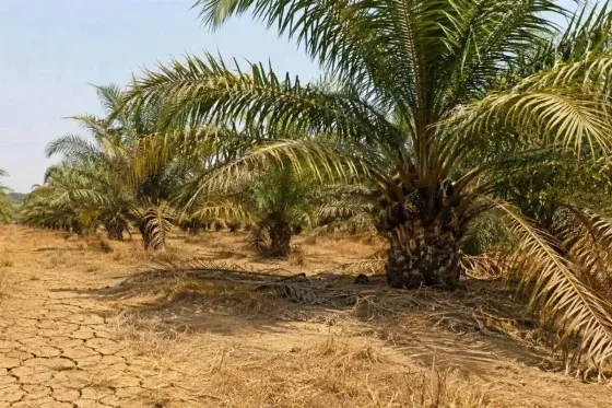 Kemarau Berlangsung Panjang Tidak Berdampak Langsung Pada Kelapa Sawit