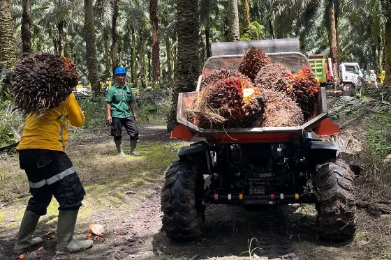 Presiden diminta meninjau peran DSI, Tidak Menambah Panjang Rantai Perdagangan Sawit