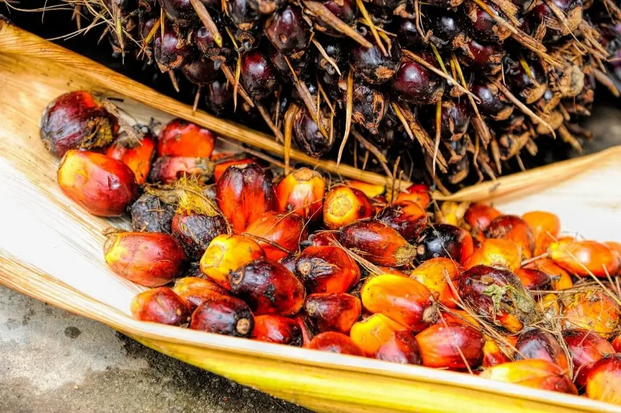Kaltim Jaga Mutu Benih Sawit di Tengah Lonjakan Permintaan