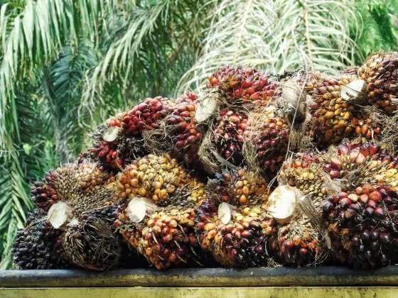 Harga CPO Menguat Didukung Rencana Penerapan B50 