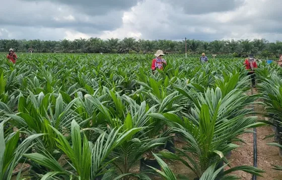 PTPN IV PalmCo Akselerasi Peremajaan Sawit Petani di Riau Sebagai Bagian Mendukung Implementasi Program B50