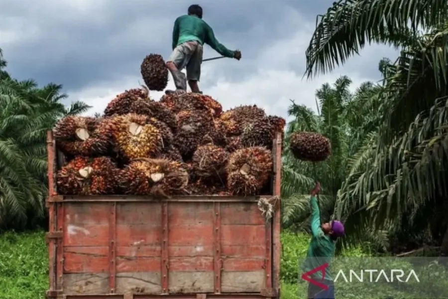Ekonomi Hijau Kaltim Diperkuat Lewat Kebun Bebas Api