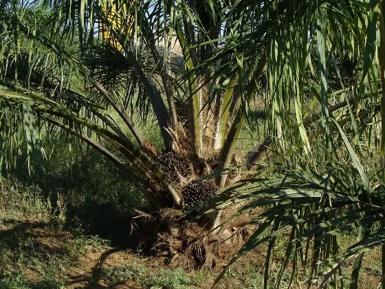 Peluncuran Bibit Sawit Unggul Topaz oleh Asian Agri di HASI 2026 Dorong Peningkatan Produksi CPO Nasional