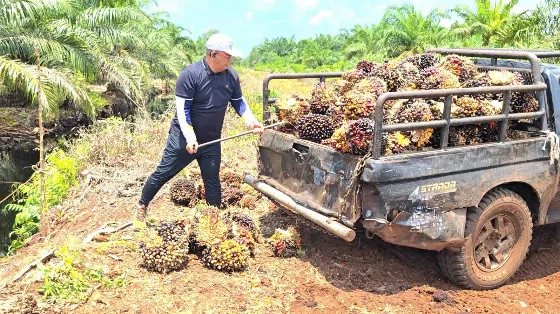 Harga TBS Sawit Sepekan Stabil,  APKASINDO Proyeksikan Tetap Positif