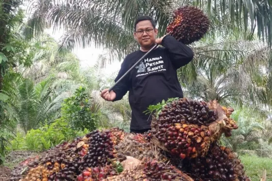 Harga TBS Sawit Plasma Riau Umur 9 Tahun Naik Jadi Rp 3.859,87/Kg