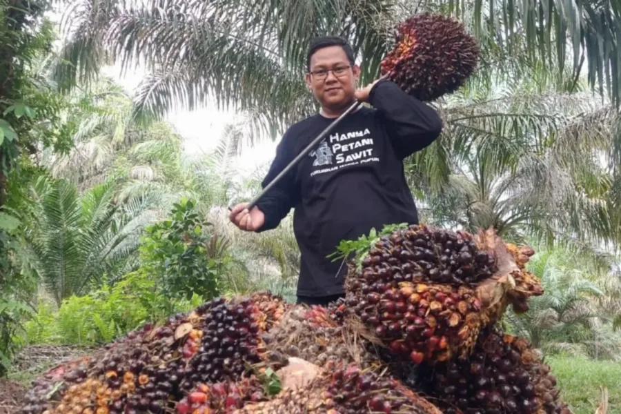 Harga TBS Sawit Plasma Riau Umur 9 Tahun Naik Jadi Rp 3.859,87/Kg