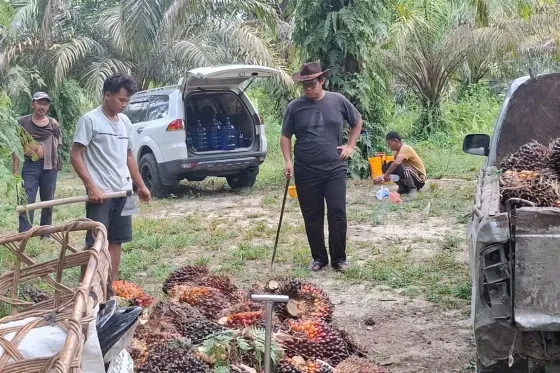 Harga TBS Sawit Mitra Swadaya Riau Tembus Rp3.707,61/Kg