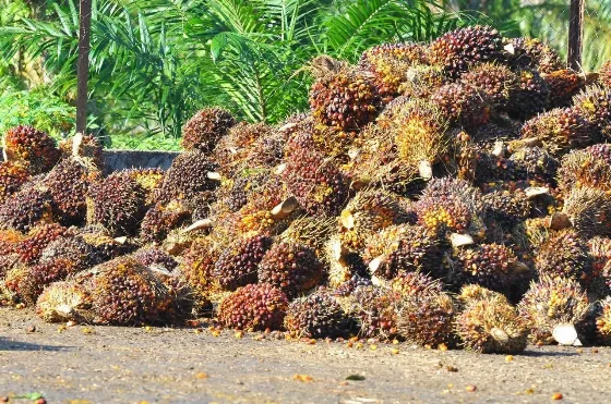 Harga Referensi Turun, Bea Keluar CPO Tetap di USD148 per Metrik Ton pada Juli 2026