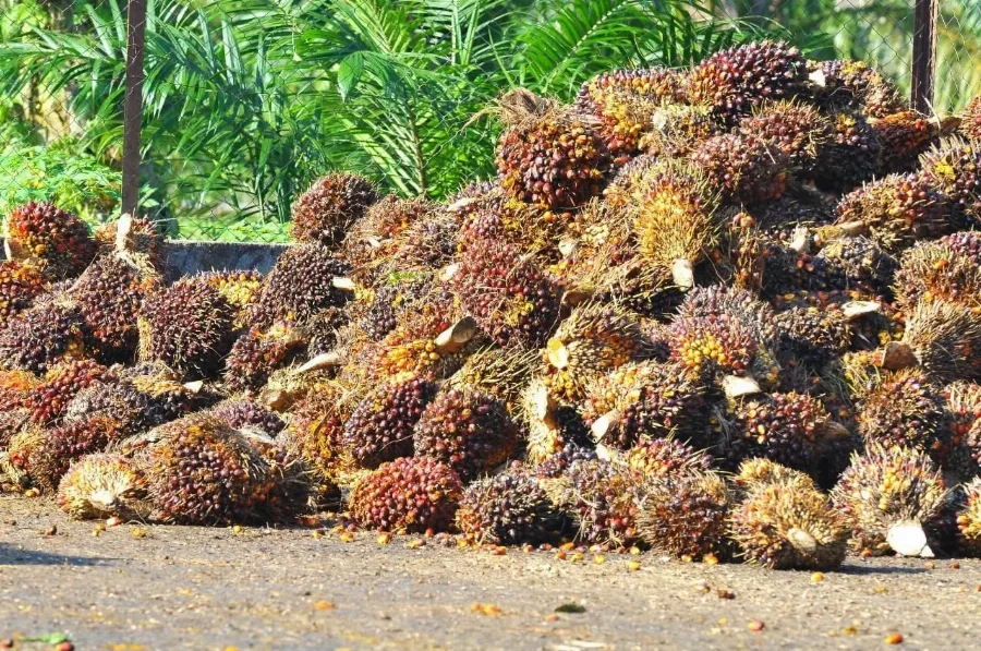 Harga Referensi Turun, Bea Keluar CPO Tetap di USD148 per Metrik Ton pada Juli 2026