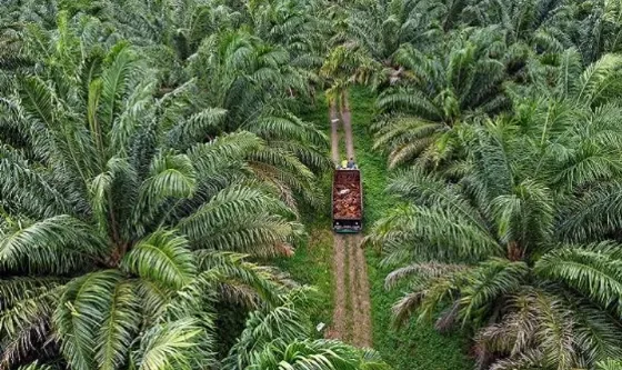 6 Fakta Menarik tentang Sawit yang Mungkin Belum Kamu Tau