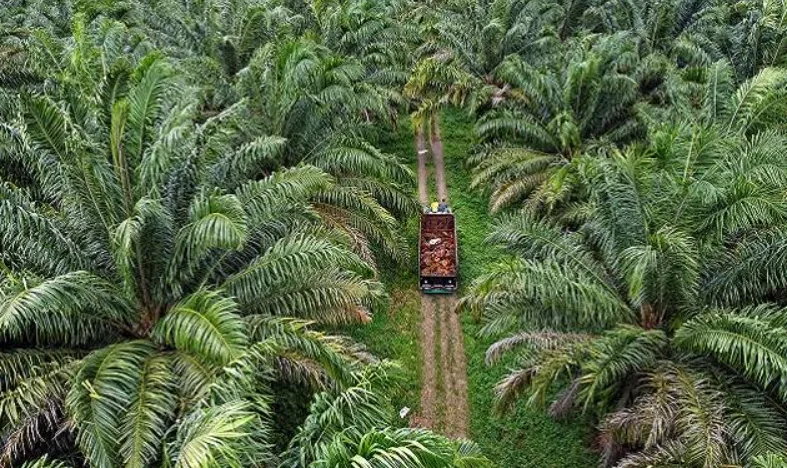 6 Fakta Menarik tentang Sawit yang Mungkin Belum Kamu Tau